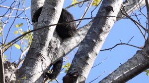 Binturong - The cute bearcat