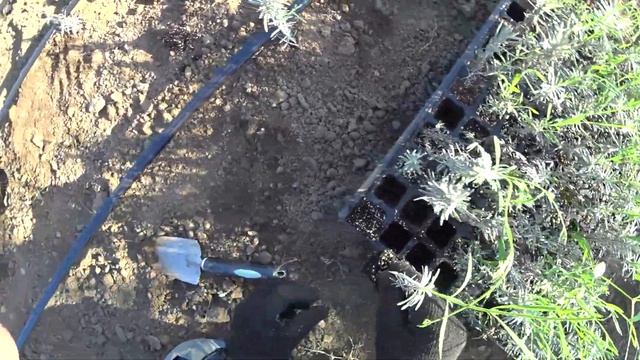 ЛАВАНДА - РАЗМНОЖЕНИЕ. (Часть 3). смотреть онлайн