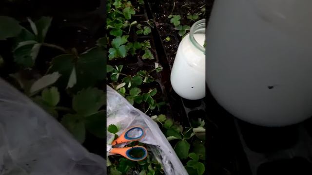 Клещ на кассетной рассаде клубники.Посадка усиков.Часть 2 .Обработка при посадке от клеща и гнили смотреть онлайн