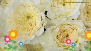 Роза английская кустовая Патиенс. Краткий обзор, описание характеристик huntington rose Patience