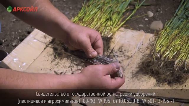 Отсутствие болезней с Арксойл!