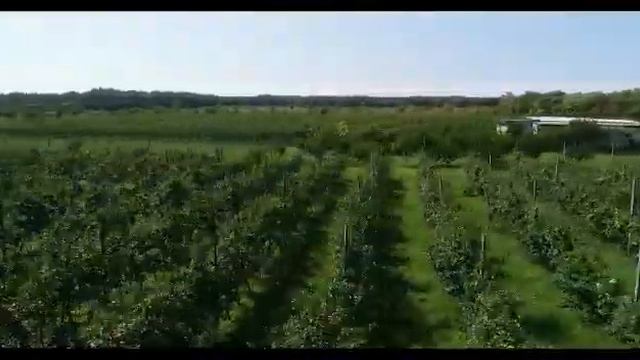 Продажа готового бизнеса - Яблоневый сад 2,3 Га