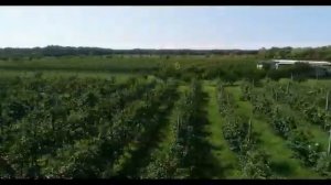 Продажа готового бизнеса - Яблоневый сад 2,3 Га