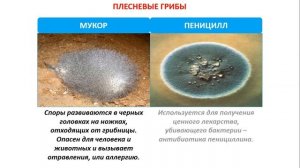 Многообразие и значение грибов