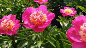 Пион VELMA ATKINSON и неожиданный гость Сада Ворошиловой - заяц!