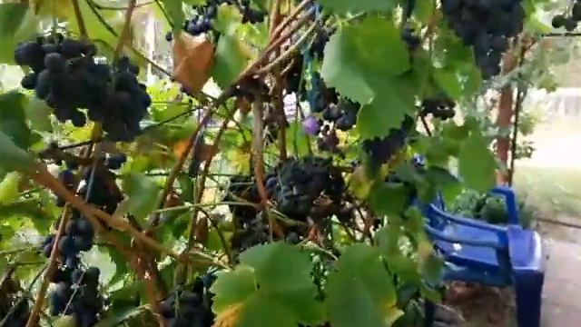 Виноград Молдова смотреть онлайн