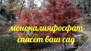 впереди лютая зима!!! монокалияфосфат спасет ваш сад в прямом смысле этого слова!!!
