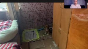 Онлайн-консультация БЕЛАРУСЬ. Приучение щенка к вольеру.