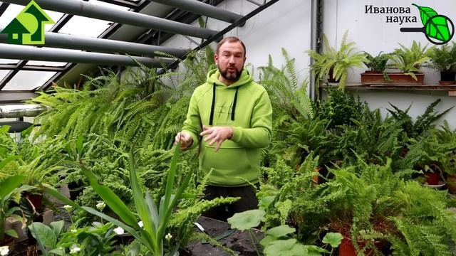 ДАЖЕ ТУГИЕ СЕМЕНА ПЕРЦА ПРОРАСТУТ МОМЕНТОМ! Очень простой способ проращивания семян мокрых и сухих. смотреть онлайн