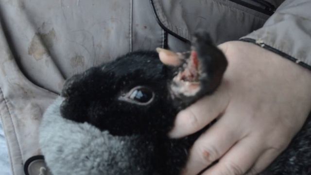 Ушной клещ у кроликов Лечение