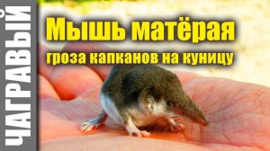 Сумасшедшая мышь не боится ни кого. A crazy mouse is not afraid of anyone.