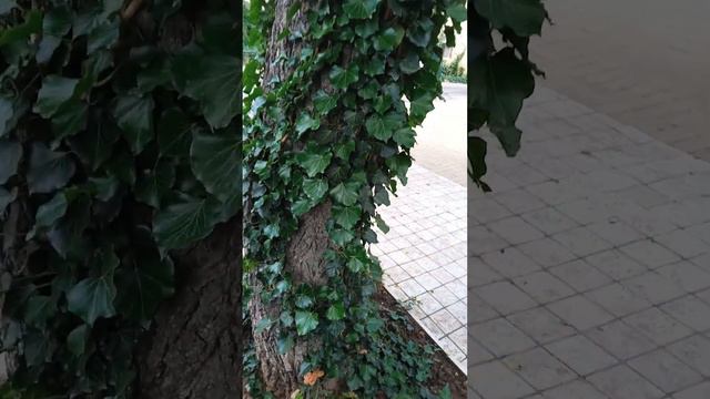 Грецкий Орех & Плющ .Удачная Комбинация смотреть онлайн