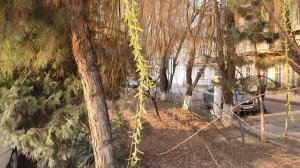 Узбекистан Ташкент прогулка Паркентский базар   ул.Дагестанская  метро М.Горький Tashkent