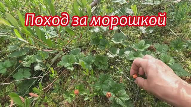 Решила сходить на озеро и посмотреть, созрела ли морошка.