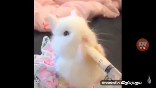 Очень милые кролики 🐇 смотреть онлайн