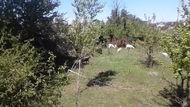 Как меняется коровье молоко.? смотреть онлайн