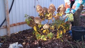 Как укрыть розу на зиму. Делаю так каждую осень!