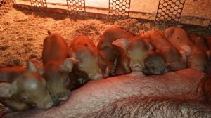 ‼️## Бомбовый рацион для поросят от 1,5 до 4 месяцев, профилактика железодефицитной анемии поросят‼