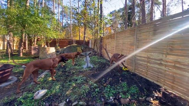 ВАЖНЫЕ НОВОСТИ!!!  Футбол с риджбеками