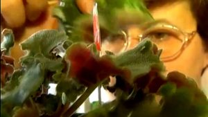 Все о фиалках и не только.