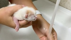 First Bathing for a sick newborn kitten