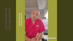 Дирофиляриоз тяжёлое заболевание  собак кошек людей как лечить и профилактировать болезнь, ветерина