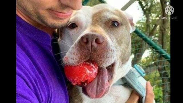 Людям подарили собаку, а они отнесли её в приют, бедный пёсик проплакал неделю, он не мог поверить смотреть онлайн