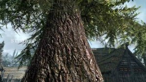 Skyrim Daily Mod Shout Out #183 Forest Bark