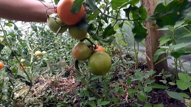 Суперранний томат Каста Супер Нова смотреть онлайн