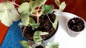 Пеларгония Горбатая (Pelargonium gibbosum)