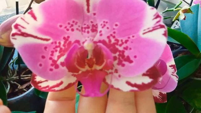 С первым днем весны! Пусть Ваша весна будет яркой! смотреть онлайн