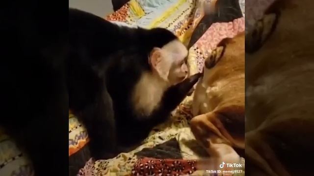 Обезьяна засунула пальцы в попу собави смотреть онлайн