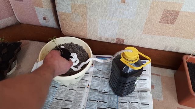Как вырастить ОВОЩИ В АСФАЛЬТЕ Лучшее органическое удобрение