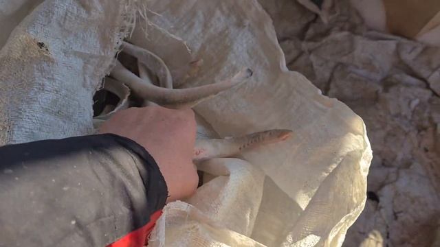 РЫБА ВАМПИР. МИНОГА. Наловил мешок миноги, будем готовить. Морозное утро в деревне.