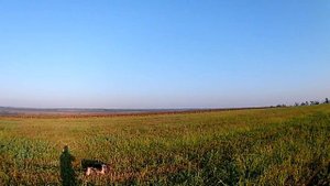 охота на перепела с бретоном