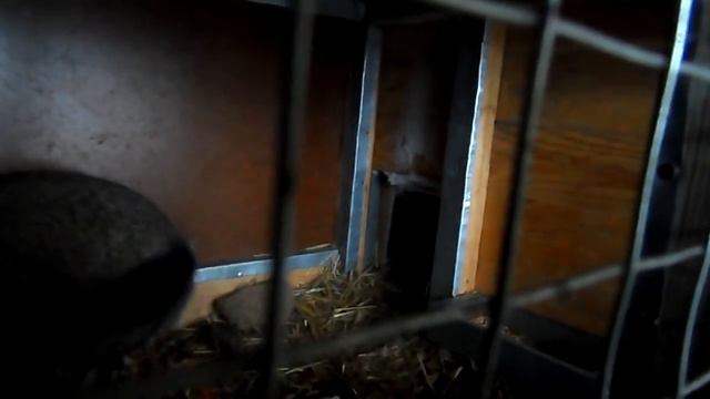 Морозы и кролики. смотреть онлайн