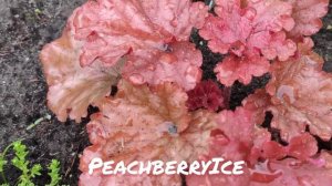 Гейхера сорт Peach Berry ice в июне