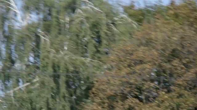 Почему в Рязани исчезают каштаны смотреть онлайн