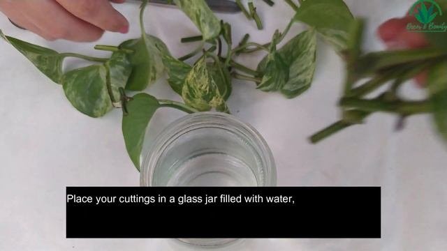 Money Plant | Propagating Marble Queen Pothos | Epipremnum Aureum In Water