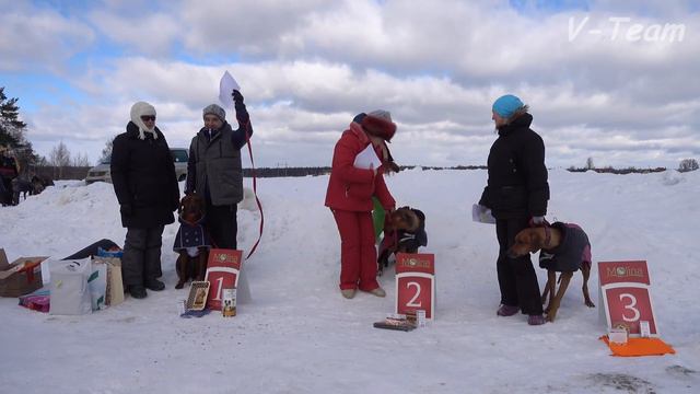 Родезийские риджбеки. Награждение. Мартовский Заяц - 2017. смотреть онлайн