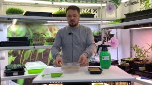 Клевер красный - богатая витаминами микрозелень в домашних условиях!