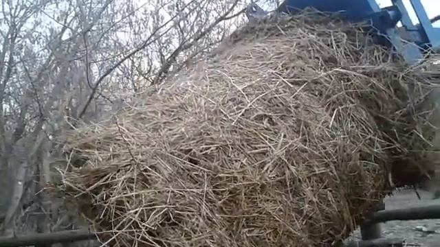 Кормим суданкой молодняк КРС.  Повседневные хлопоты.