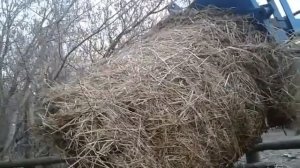 Кормим суданкой молодняк КРС. Повседневные хлопоты.