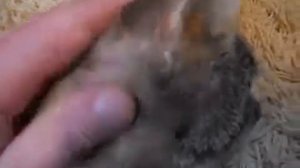Как вылечить у кота ушного клеща (How to cure a cat ear mites)