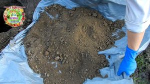 Супер способ посадки морозоустойчивого инжира. Что нужно положить в ямку саженцу инжира? Чем полить