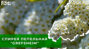 Спирея пепельная "Grefsheim" (грефшейм)