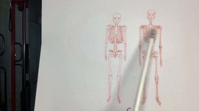 Какая польза, выпрямление всего скелета человека по методу КАНТИЕНИКА.