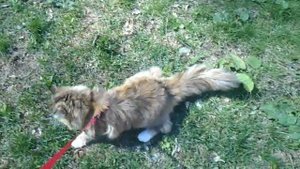 ПОГУЛЯЕМ!  На поводке???? КОШКА на ПОВОДКЕ