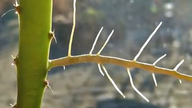 Dragonfruit (Hylocereus undatus) смотреть онлайн