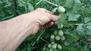 Крыжовник Тиксия 2019